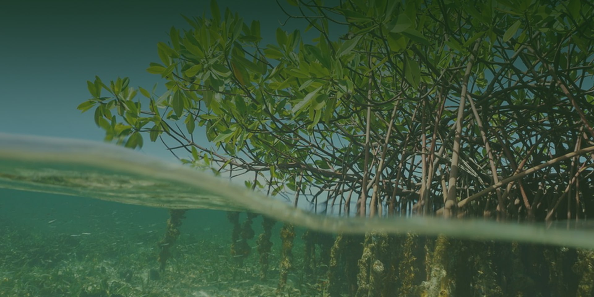 Slide Mangrovex 1-min