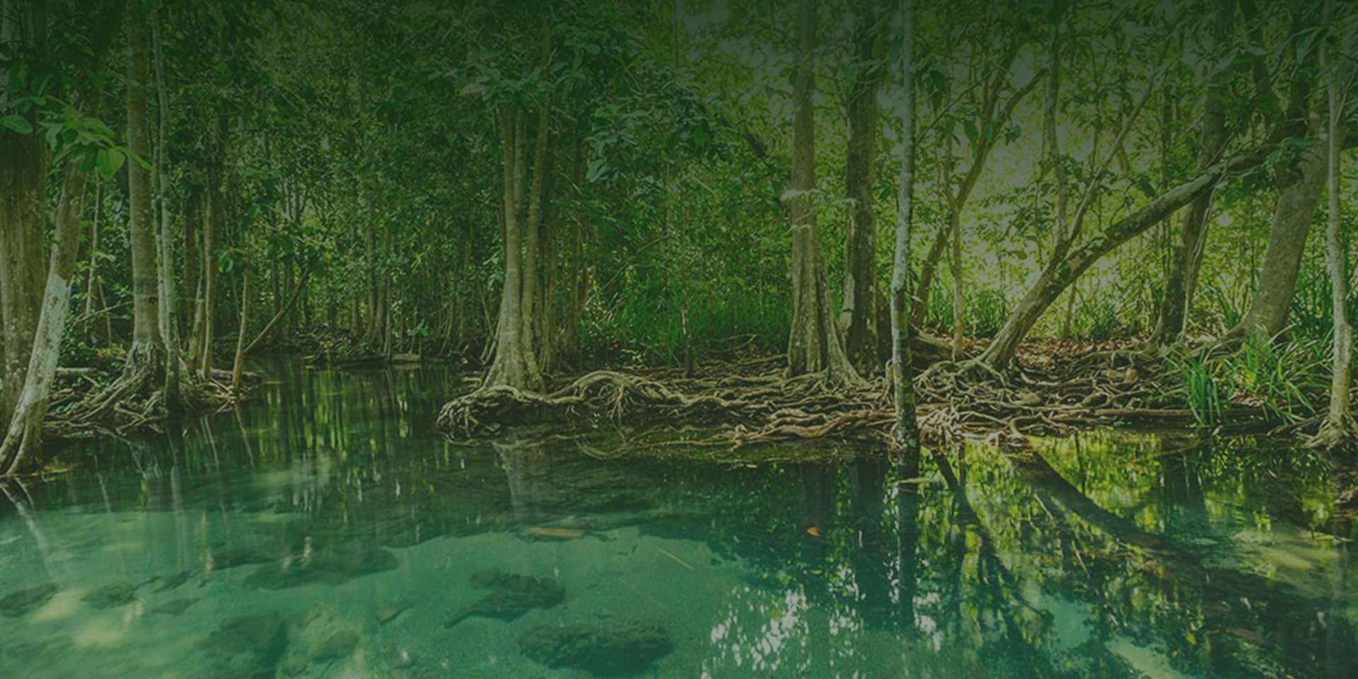 Slide Mangrovex 3-min