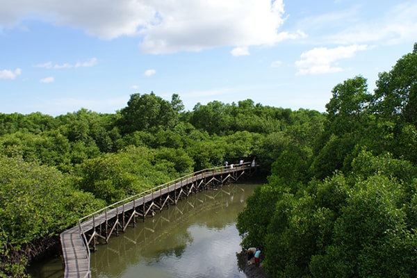 Wisata Mangrovex 1 fotografi-min Wisata Mangrovex 1 fotografi-min