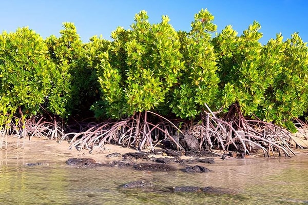 Wisata Mangrovex 2 Piknik Alam-min Wisata Mangrovex 2 Piknik Alam-min