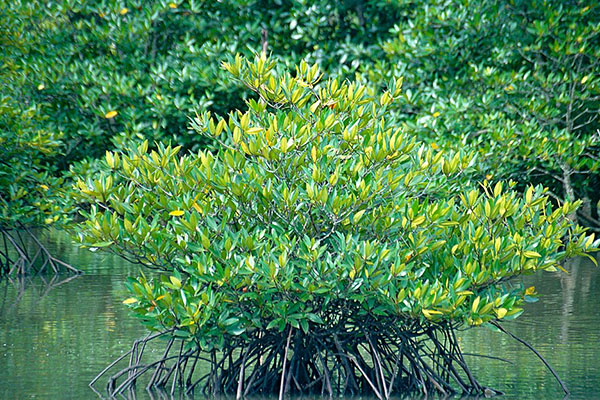 Foto Jenis-jenis Spesies Mangrove dan Potensinya (1) Foto Jenis-jenis Spesies Mangrove dan Potensinya (1)
