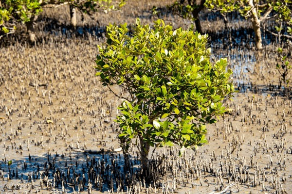 Foto Jenis-jenis Spesies Mangrove dan Potensinya (2) Foto Jenis-jenis Spesies Mangrove dan Potensinya (2)