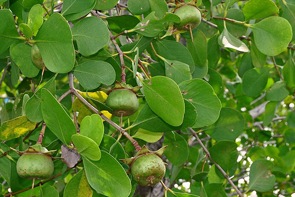 Foto Jenis-jenis Spesies Mangrove dan Potensinya (3) Foto Jenis-jenis Spesies Mangrove dan Potensinya (3)