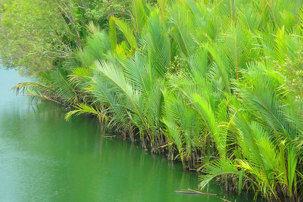 Foto Jenis-jenis Spesies Mangrove dan Potensinya (5) Foto Jenis-jenis Spesies Mangrove dan Potensinya (5)