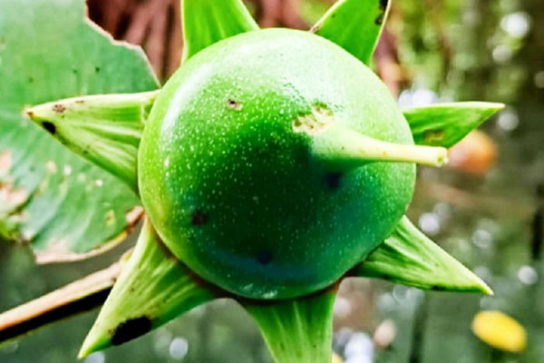 Mangrove untuk Makanan & Minuman_0000_1 Buah Pedada (Sonneratia sp) Mangrove untuk Makanan & Minuman_0000_1 Buah Pedada (Sonneratia sp)