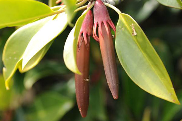 Mangrove untuk Makanan & Minuman_0001_2 Buah Lindur (Bruguiera gymnorhiza) Mangrove untuk Makanan & Minuman_0001_2 Buah Lindur (Bruguiera gymnorhiza)