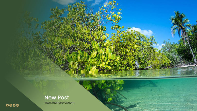 Artikel Mangrovex 1 Artikel Mangrovex 1