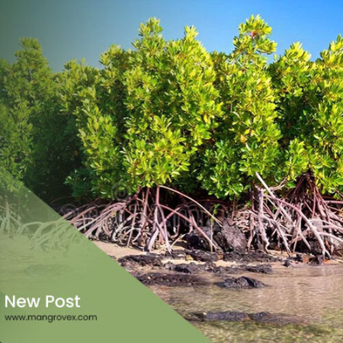 Artikel Mangrovex 2