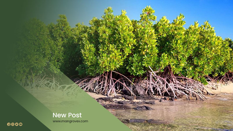 Artikel Mangrovex 2 Artikel Mangrovex 2