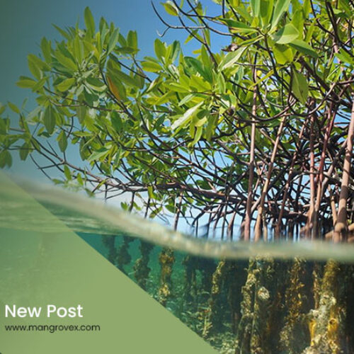 Artikel Mangrovex 3