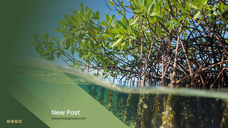 Artikel Mangrovex 3 Artikel Mangrovex 3